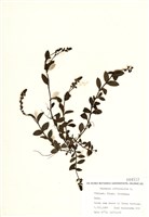 藏品(水苦葉)的圖片